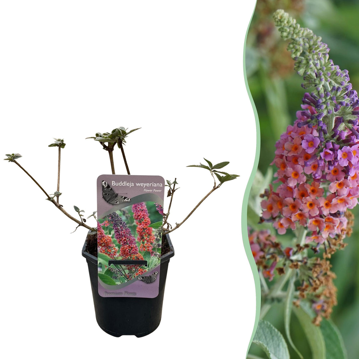 Schmetterlingsstrauch - Buddleja davidii Flower Power - Blüte Orange Lila - 1 Pflanze - Topf 17cm Höhe 30cm
