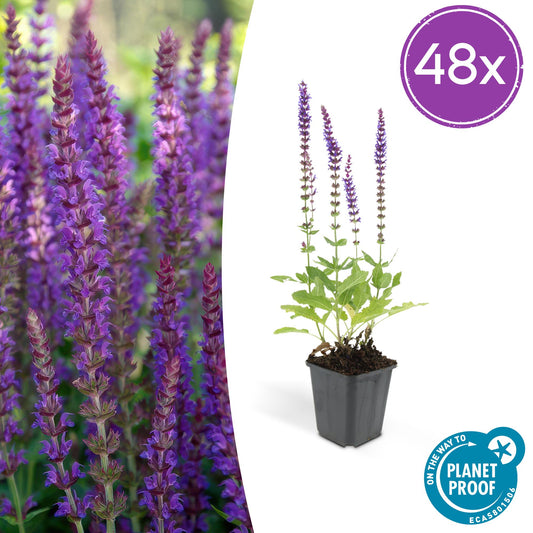 Steppen Salbei - 48x Salvia nem. 'Ostfriesland' - ↕10-25cm - Ø9cm