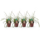 GreenboutiQ - Ziergräser - Carex morrowii Ice Dance - Weiß & Grün - 4 Pflanzen - Immergrün - Wenig Pflege - Topf 17cm Höhe 50cm