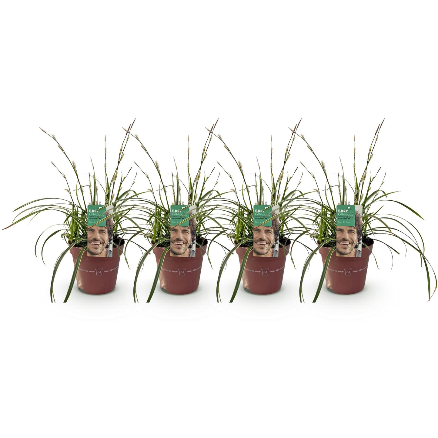 GreenboutiQ - Ziergräser - Carex morrowii Ice Dance - Weiß & Grün - 4 Pflanzen - Immergrün - Wenig Pflege - Topf 17cm Höhe 50cm