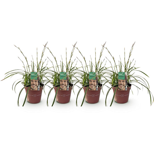 GreenboutiQ - Ziergräser - Carex morrowii Ice Dance - Weiß & Grün - 4 Pflanzen - Immergrün - Wenig Pflege - Topf 17cm Höhe 50cm