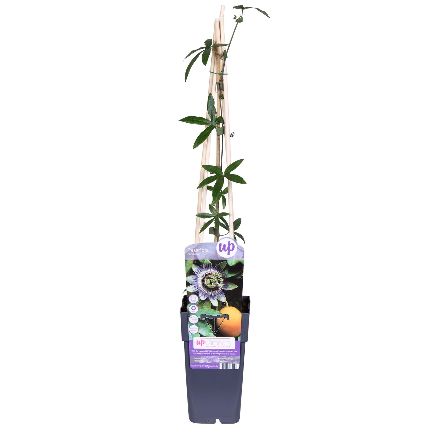 Passiflora Blau caerulea - Ø15cm - ↕65cm