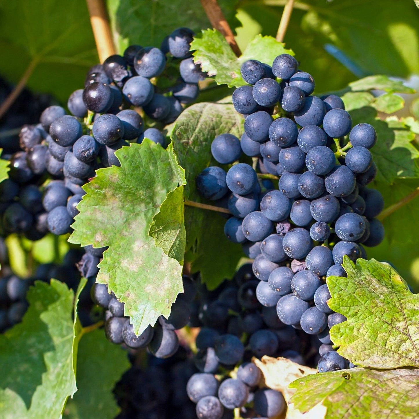 Obstpflanze - Vitis vinifera Regent - Weinrebe - Veredelt - Blaue Traube - 2 Pflanzen - Topf 15cm - Höhe 50cm
