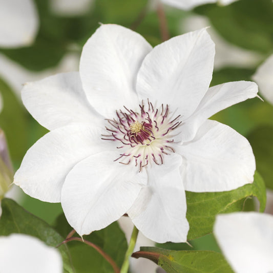 Kletterpflanze - Clematis Miss Bateman - Blüte Weiß- Wenig Pflege - 2 Pflanzen - Topf 11cm Höhe 40cm