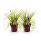 Ziergräser - Carex oshimensis Everillo - Gelb - 2 Pflanzen - Immergrün - Wenig Pflege - Topf 17cm Höhe 50cm