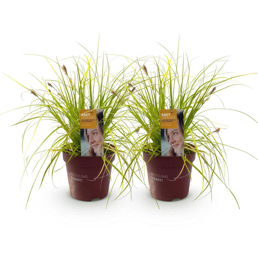Ziergräser - Carex oshimensis Everillo - Gelb - 2 Pflanzen - Immergrün - Wenig Pflege - Topf 17cm Höhe 50cm