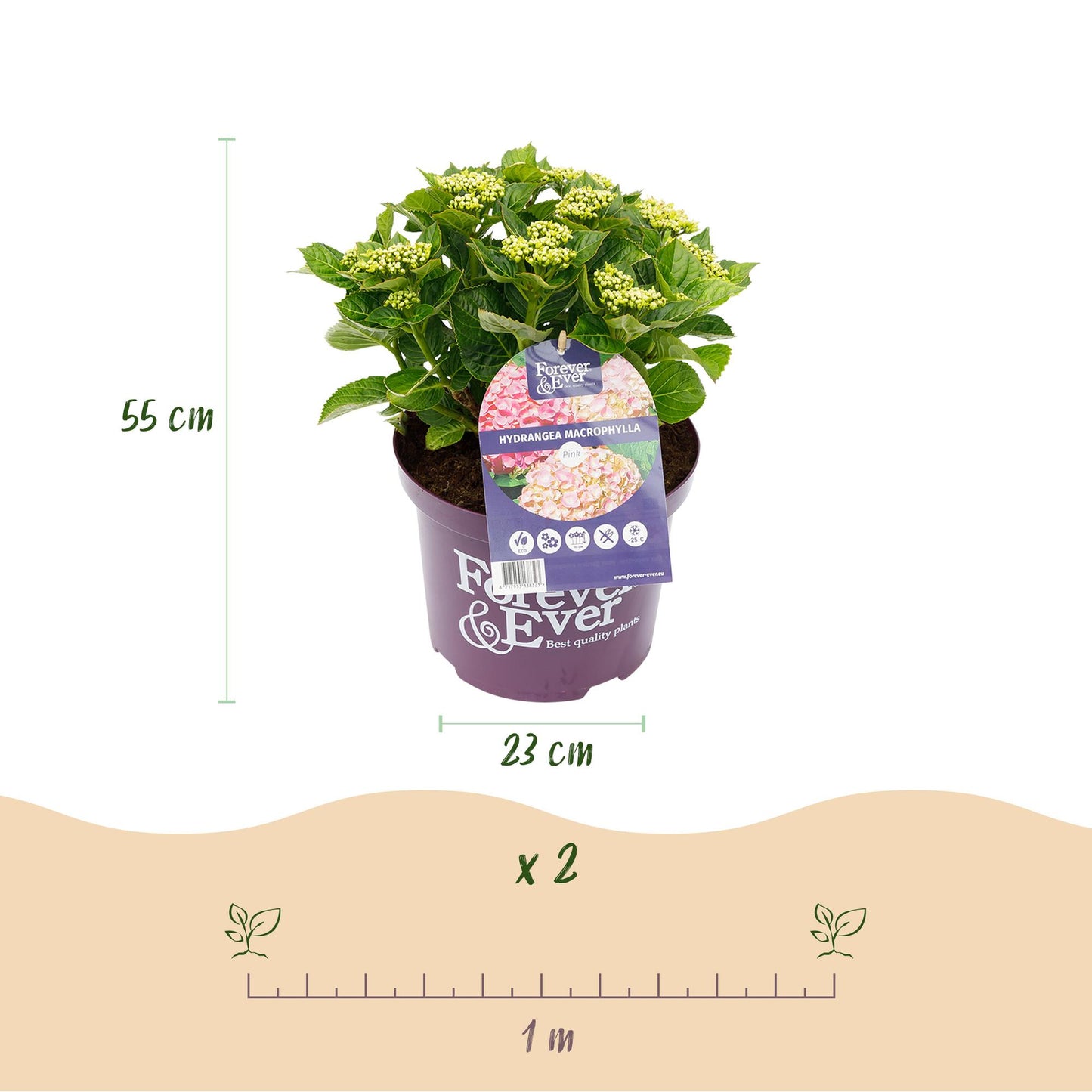 Hortensie - Hydrangea Forever & Ever - Rosa - 7-12 Blumen - 2 Pflanzen - Topf 23cm Höhe 55cm