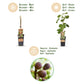 Ficus caria Little miss Figgy - Feigenbaum - Winterhart - Rote Frucht - 2 Pflanzen - Topf 15cm - Höhe 50cm