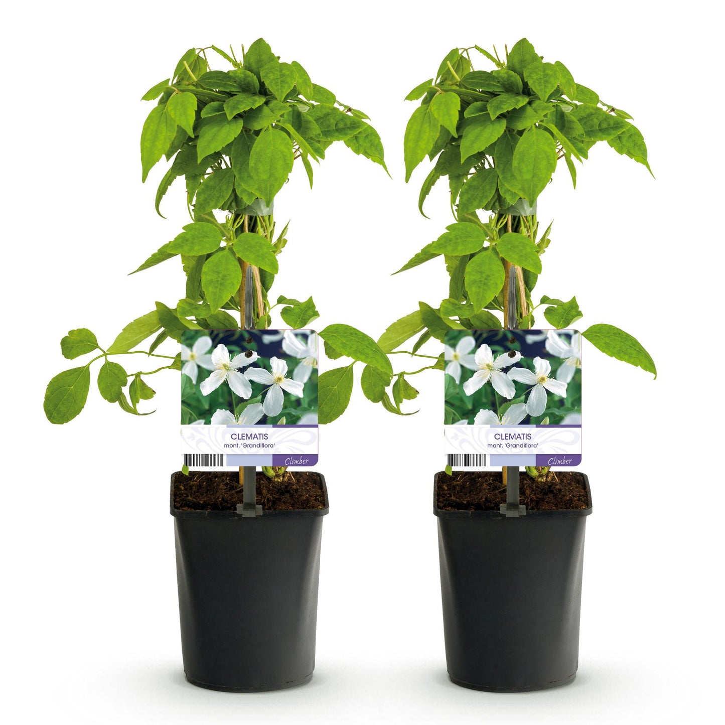 Kletterpflanze - Clematis montana Grandiflora - Blüte Weiß - Frühblühend - Pflegeleicht - 2 Pflanzen - Topf 11cm Höhe 40cm