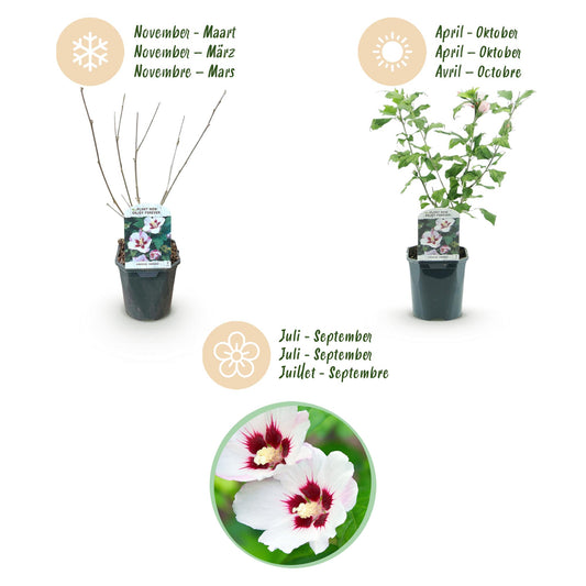 Hibiscus syriacus Hamabo - Garden Hibiscus - Hardy - White - Pink - 3 Plants - Pot 17cm - Height 45cm