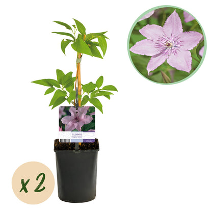 Kletterpflanze - Clematis Hagley Hybrid - Blüte Rosa - Wenig Pflege - 2 Pflanzen - Topf 11cm Höhe 40cm