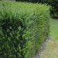 Heckenpflanzen - Taxus baccata - Blatt grün - 6 Pflanzen - 1 laufender Meter - immergrün - Topf 17cm Höhe 60cm