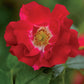 Kletterrose - Rosa Red Queen - Blüte Rot - Geringer Pflegeaufwand - 2 Pflanzen - Topf 11cm Höhe 40cm