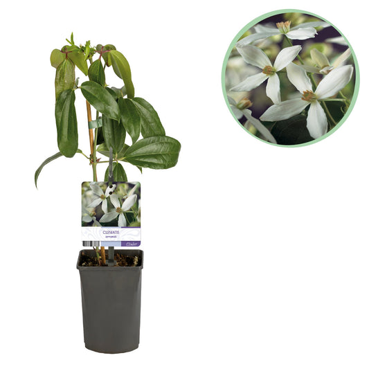 Kletterpflanze - Clematis armandii - Blüte Weiß - Immergrün - Wenig Pflege - 1 Pflanze Topf 11cm Höhe 40cm