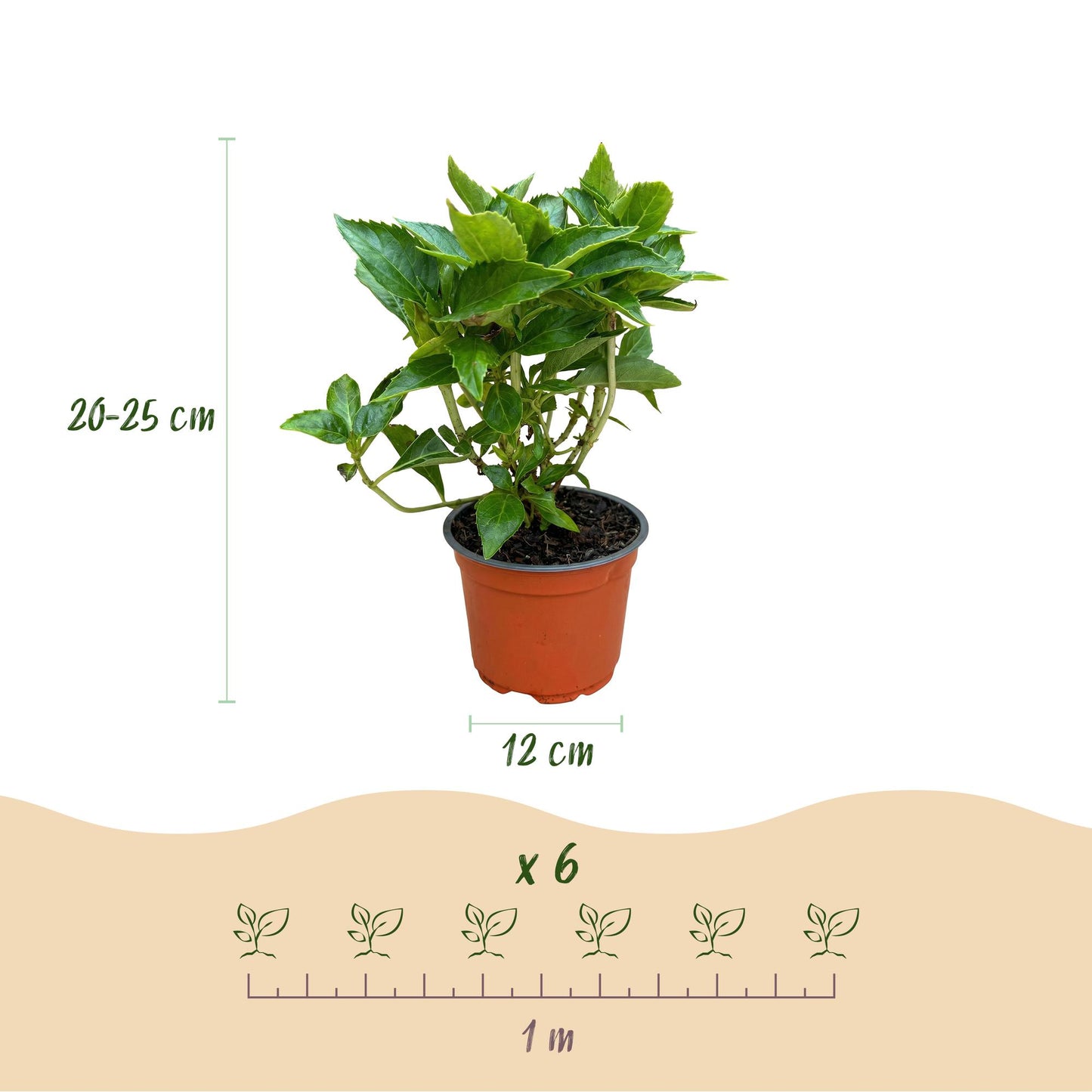 Hydrangea macrophylla Rosa - Hortensie - Winterhart - Rosa - 3 Pflanzen - Topf 12cm - Höhe 20-30cm