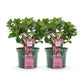 Hortensie - Hydrangea Magical Green Fire - Rosa Grün - 6-10 Blüten - 2 Pflanzen - Topf 23cm Höhe 55cm
