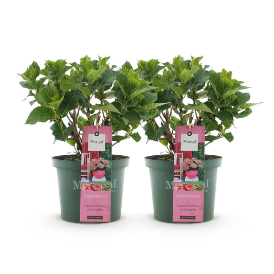 Hortensie - Hydrangea Magical Green Fire - Rosa Grün - 6-10 Blüten - 2 Pflanzen - Topf 23cm Höhe 55cm