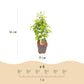 Heckenpflanzen - Carpinus betulus - Blatt grün - 6 Pflanzen - 1 laufender Meter - laubabwerfend - Topf 17cm Höhe 55cm