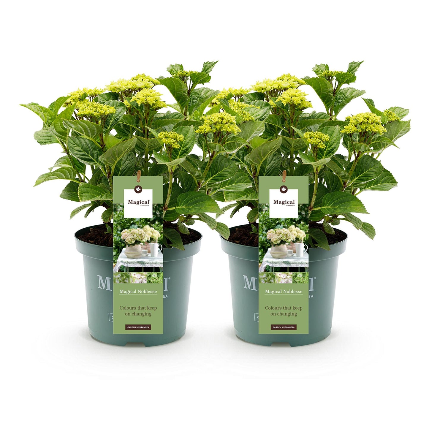 Hortensie - Hydrangea Magical Nobless - Weiß - 6-10 Blumen - 2 Pflanzen - Topf 23cm Höhe 55cm