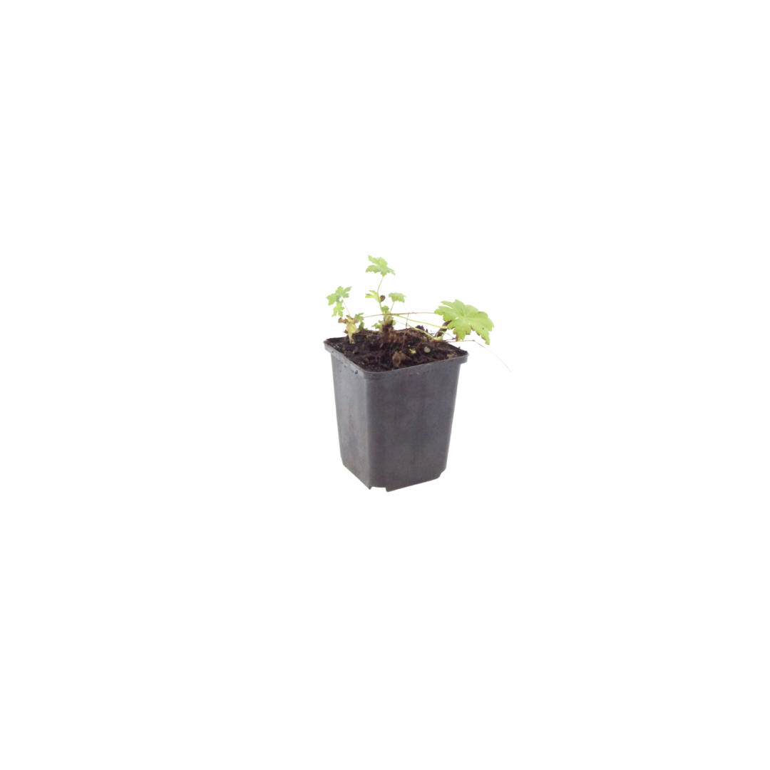 24x Geranium macr. 'White Ness' - ↕10-25cm - Ø9cm
