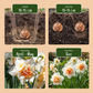 10x Narcissus Replete - Gefüllte Narzisse Replete - Weiß und Orange - Frühlingsblüher - Zwiebelgröße 10/12