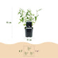 Schmetterlingsstrauch - Buddleja davidii Black Night - Hardy - Purple - 3 Plants - Pot 17cm - Height 45cm
