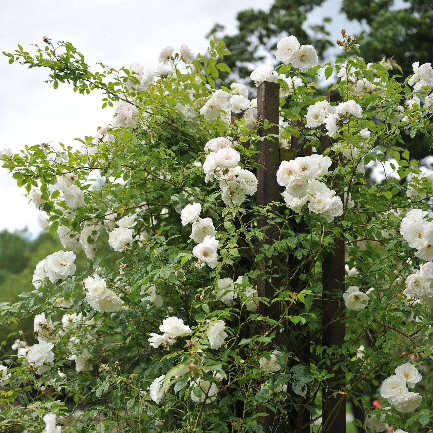 Kletterrose - Rosa White Climber - Blüte Weiß - Wenig Pflege - 2 Pflanzen - Topf 11cm Höhe 40cm