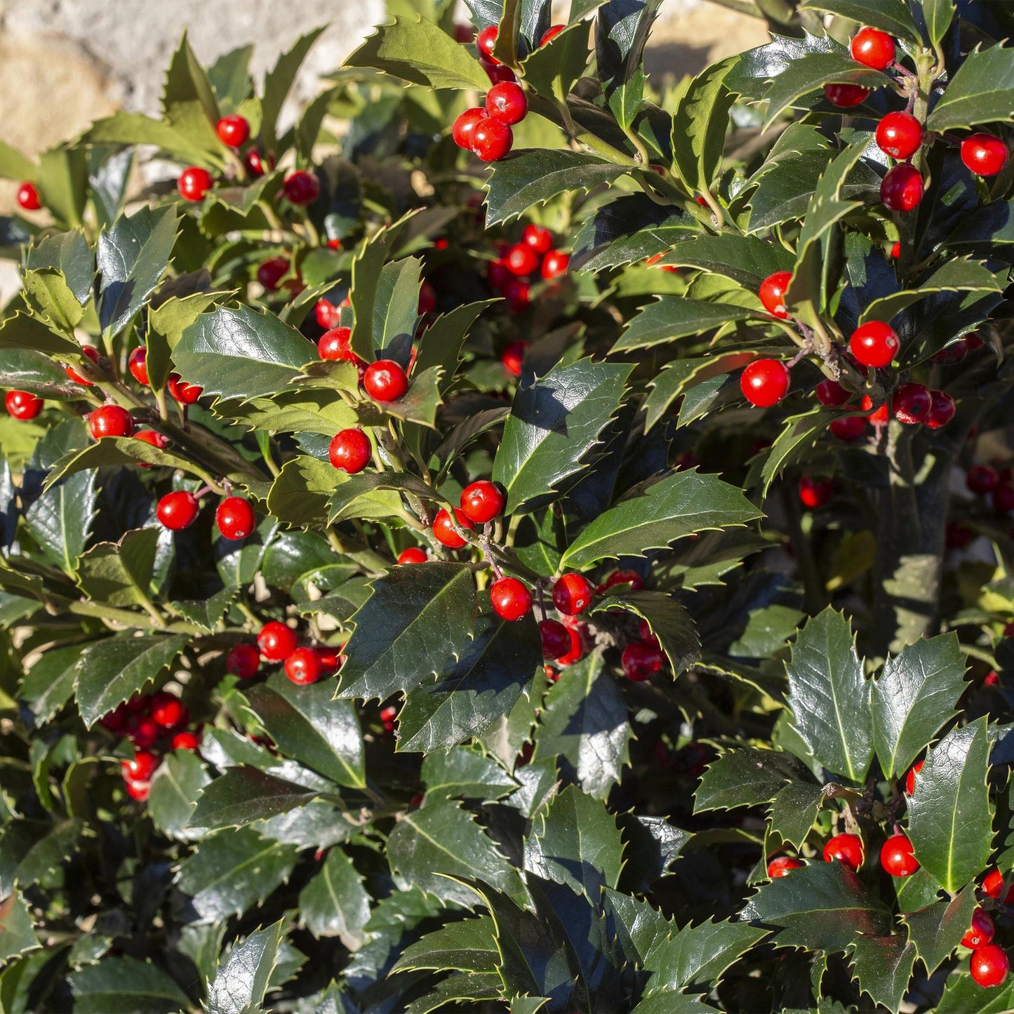 Heckenpflanzen - Ilex Blue maid - Blatt grün - 8 Pflanzen - 1 laufender Meter - immergrün - Topf 9cm Höhe 25-30cm