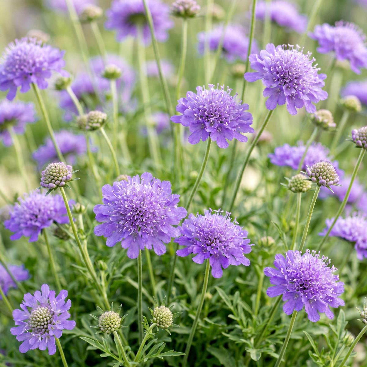 Scabiosa col. Butterfly Blue - Pincushion Flower - Attracts Bees and Butterflies - Purple - 3 Plants - Pot 11cm - Height 15-25cm
