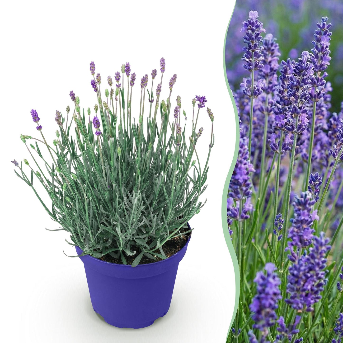 Lavandula angustifolia Hidcote - Lavendel - Winterhart - Lila - 1 Pflanze - Topf 12cm - Höhe 15-25cm