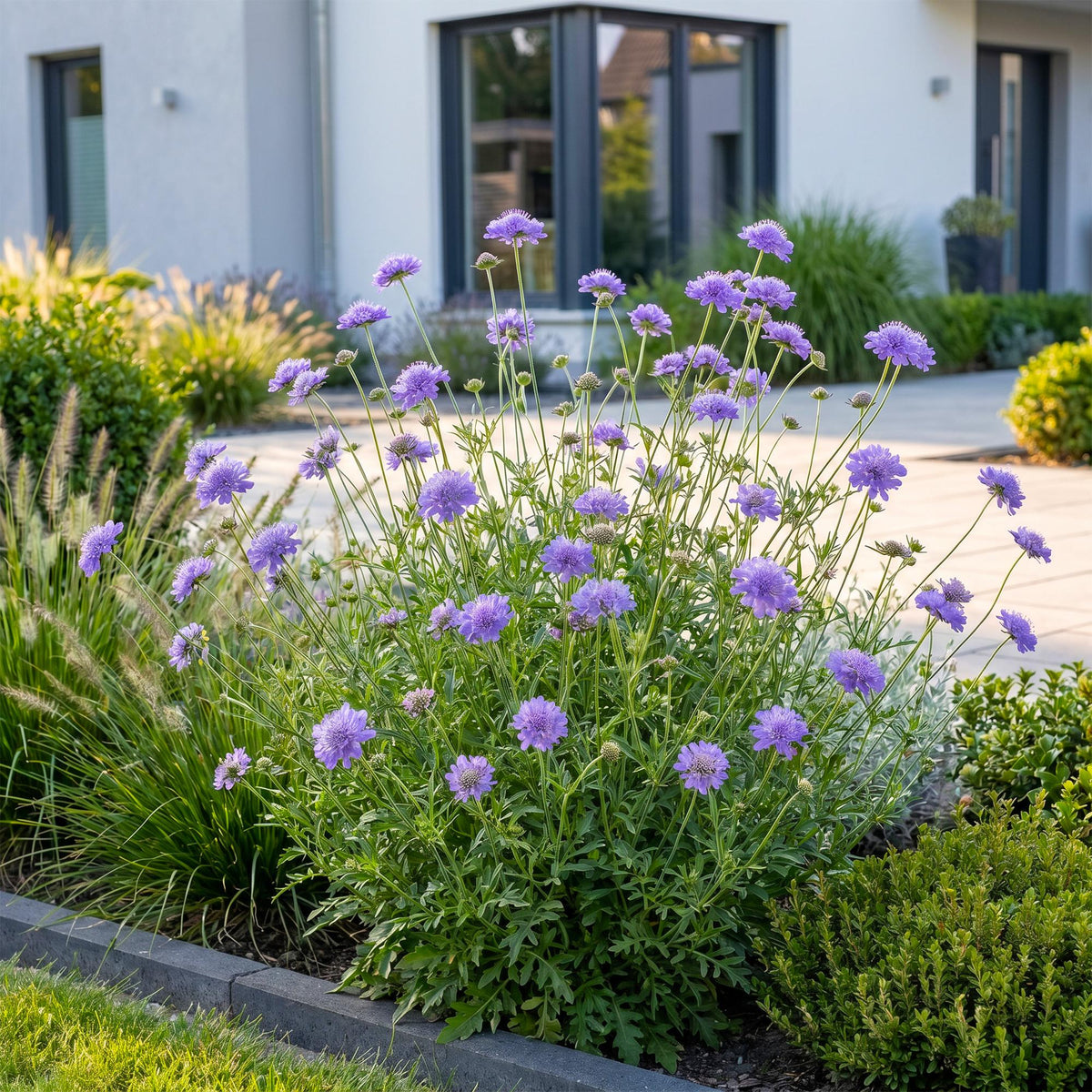 Scabiosa col. Butterfly Blue - Pincushion Flower - Attracts Bees and Butterflies - Purple - 3 Plants - Pot 11cm - Height 15-25cm
