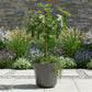 Ficus carica Little Miss Figgy - Terrassen Pflanze - Stamm Pflanze -  Laubabwerfend - Winterhart - Grüne Frucht - Topf 19cm Höhe 90cm