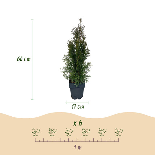 Heckenpflanzen - Thuja occidentalis Smaragd - Blatt grün - 6 Pflanzen - 1 laufender Meter - immergrün - Topf 17cm Höhe 60cm