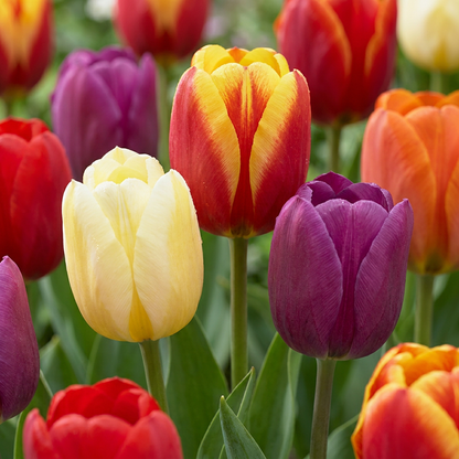 35x Tulipa Triumph mix - Triumph-Tulpe - Diverses - Frühlingsblüher - Zwiebelgröße 11/17