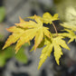 Japanischer Ahorn - Acer palmatum Orange Dream - Orange - 1 Pflanze - Laubabwerfend - Topf 19cm Höhe 70cm