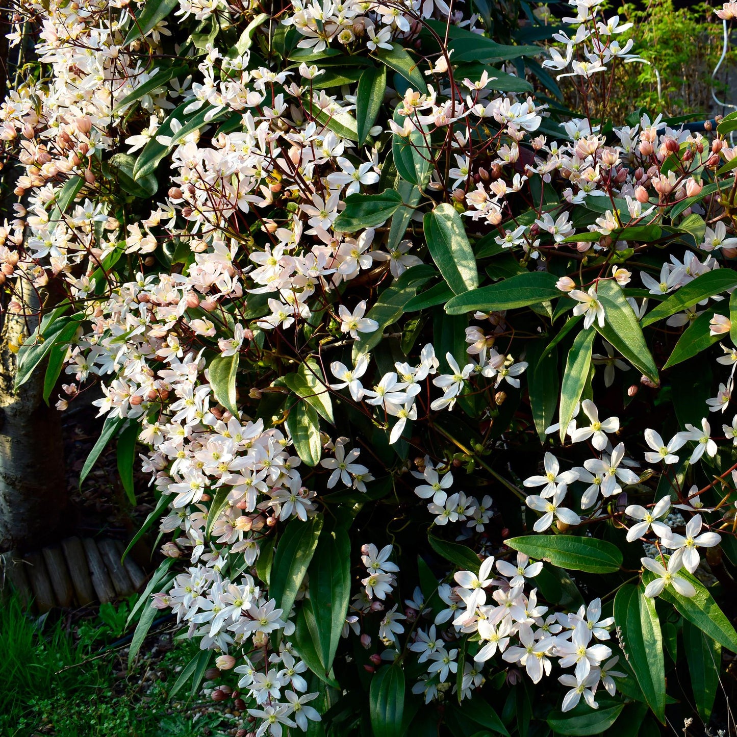 Kletterpflanze - Clematis armandii - Blüte Weiß - Immergrün - Wenig Pflege - 1 Pflanze Topf 11cm Höhe 40cm