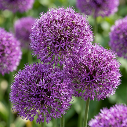 15x Allium Purple Sensation - Purpurlauch - Lila - Sommerblüher - Zwiebelgröße 10/12