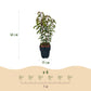 Heckenpflanzen - Prunus lusitanica Angustifolia - Blatt grün - 6 Pflanzen - 1 laufender Meter - immergrün - Topf 17cm Höhe 50cm