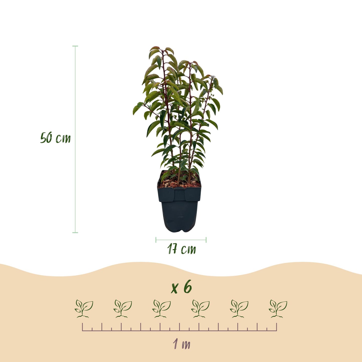 Heckenpflanzen - Prunus lusitanica Angustifolia - Blatt grün - 6 Pflanzen - 1 laufender Meter - immergrün - Topf 17cm Höhe 50cm