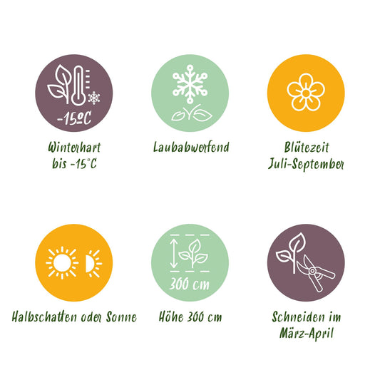 Hibiscus syriacus Hamabo - Blüte Hellrosa - 1 Pflanze - Laubabwerfend - Wenig Pflege - Topf 17cm Höhe 45cm