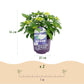 Hortensie - Hydrangea Forever & Ever - Weiß - 7-12 Blüten - Topf 23cm Höhe 55cm