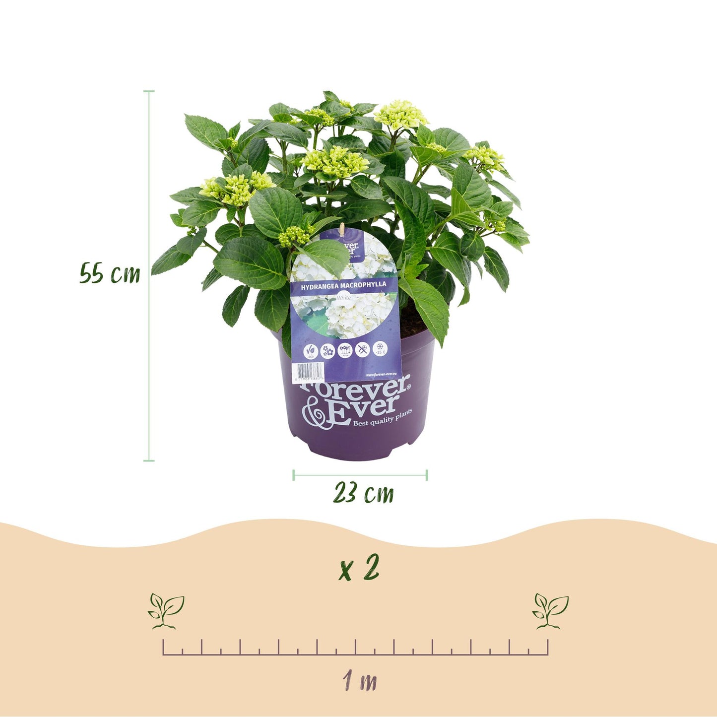 Hortensie - Hydrangea Forever & Ever - Weiß - 7-12 Blüten - Topf 23cm Höhe 55cm