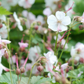 24x Geranium cant. 'Biokovo' - ↕10-25cm - Ø9cm