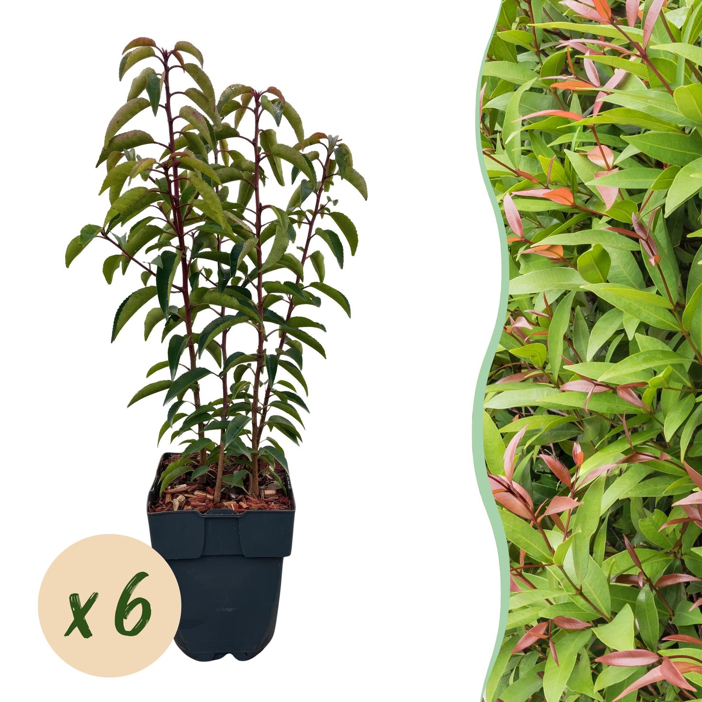 Heckenpflanzen - Prunus lusitanica Angustifolia - Blatt grün - 6 Pflanzen - 1 laufender Meter - immergrün - Topf 17cm Höhe 50cm