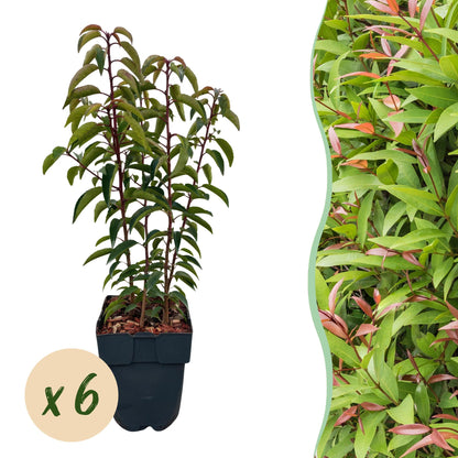 Heckenpflanzen - Prunus lusitanica Angustifolia - Blatt grün - 6 Pflanzen - 1 laufender Meter - immergrün - Topf 17cm Höhe 50cm