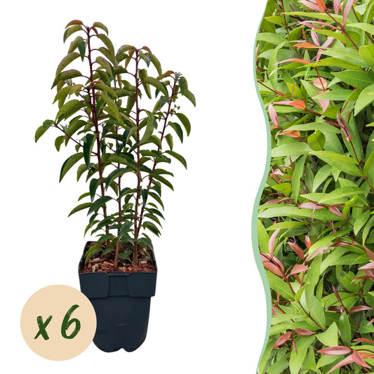 Heckenpflanzen - Prunus lusitanica Angustifolia - Blatt grün - 6 Pflanzen - 1 laufender Meter - immergrün - Topf 17cm Höhe 50cm