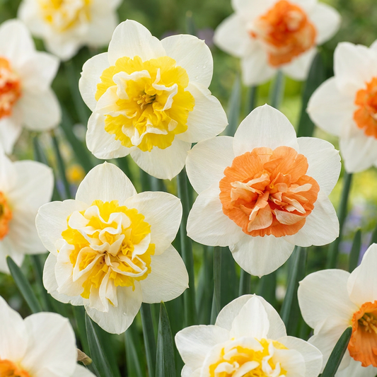 10x Narcissus Macaron Bloss - Narzisse Macaron Bloss - Weiß und Gelb