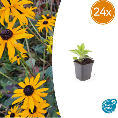 Rudbeckia fulgida 'Goldsturm' - ↕10-25cm - Ø9cm 24x