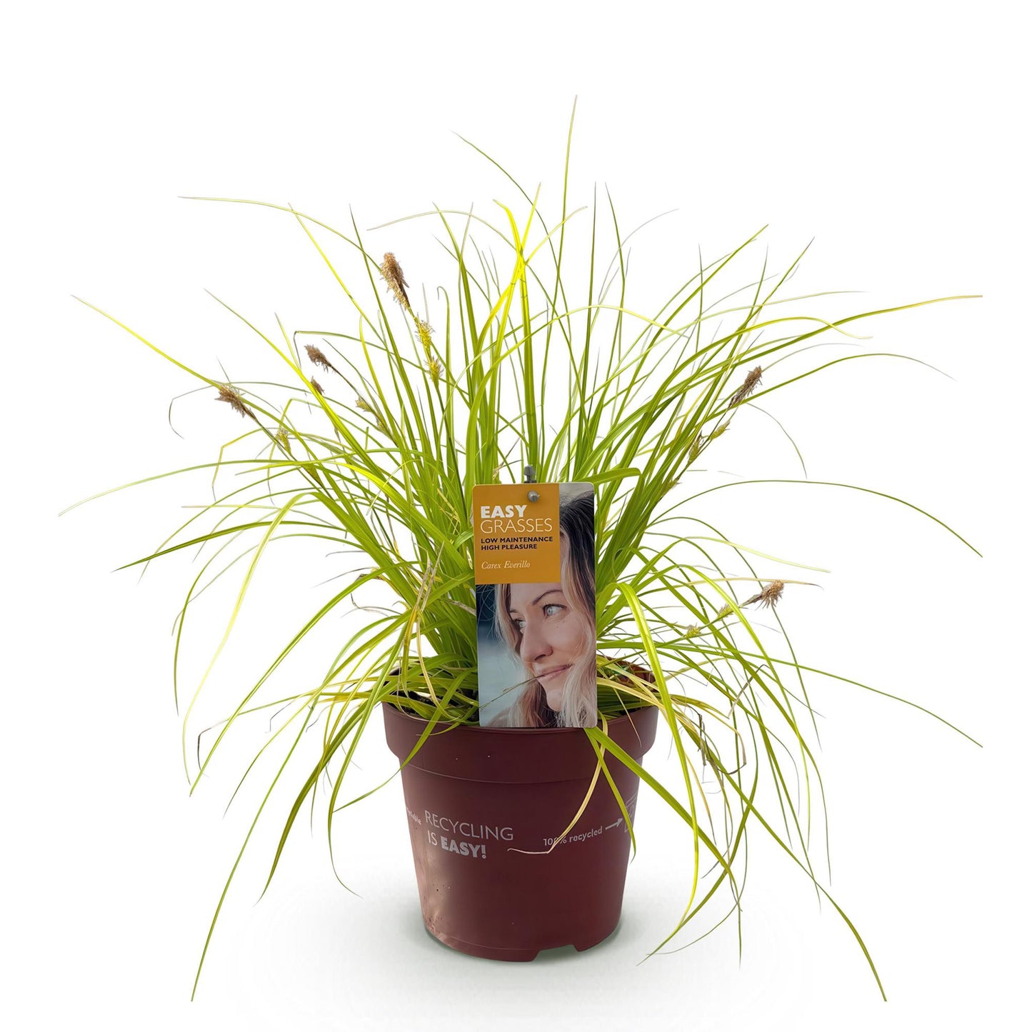 Ziergräser - Carex oshimensis Everillo - Gelb - 1 Pflanze - Immergrün - Winterhart - Topf 17cm Höhe 50cm