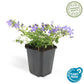 Campanula poscharskyana 'Stella' - 24x - ↕10-25cm - Ø9cm